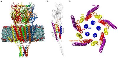 A Single Mutation in the Outer Lipid-Facing Helix of a Pentameric Ligand-Gated Ion Channel Affects Channel Function Through a Radially-Propagating Mechanism